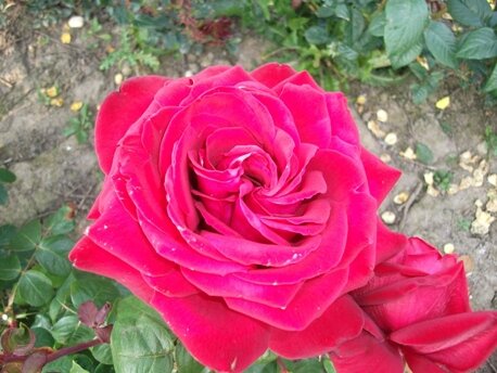 Photo of Home Grown Roses